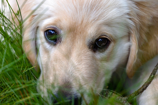 Closeup portrait of twelve weeks old Golden Retriever puppy in the garden, background with copy space, full frame horizontal composition