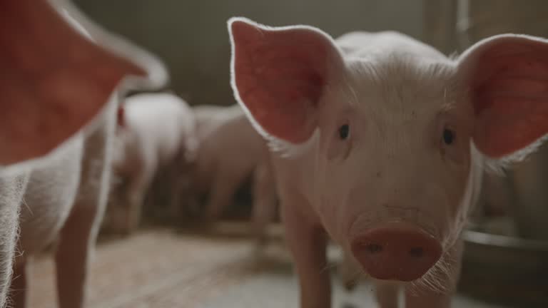 Handheld, slow motion of a large group of small piglets in a modern pigpen