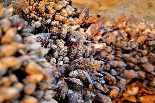 A close up of barnacles on a rock at a beach