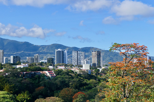 A flame tree punctuates this view of the city of San Jose, Costa Rica.