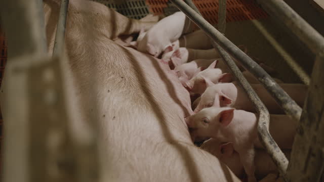 Slow motion, handheld shot of a sow nursing a large group of small piglets, sucking milk