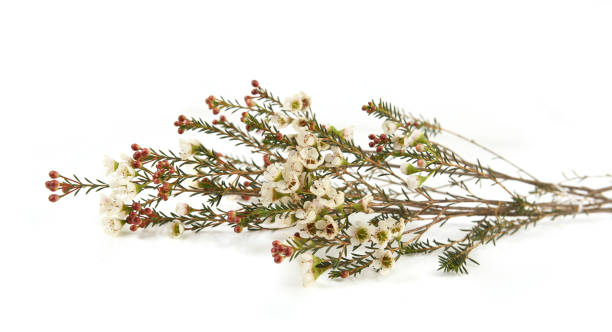 istock Waxflowers isolated on white background. 1460323304