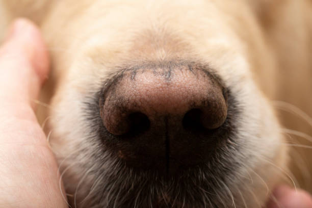 Close up of a dog nose on a white background seen from the side