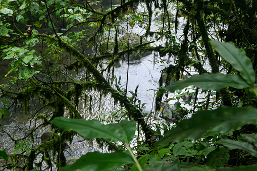 Dark green foliage of the Costa Rica rain forest frames the river below one of the La Paz waterfalls.