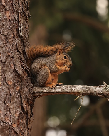 A small Douglas Squirrel sits on a small branch of a conifer tree eating a nut it has foraged. Its bushy tail forms an umbrella over its body.