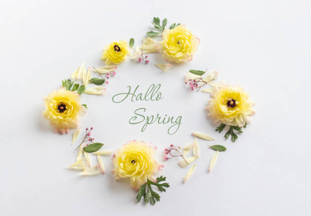 istock Spring background - spring composition of yellow flower and the inscription Hello Spring on a white background. Frame 1460324836