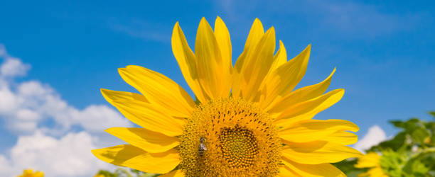 istock Sunflower and blue sky. Wide photo. 1460326896