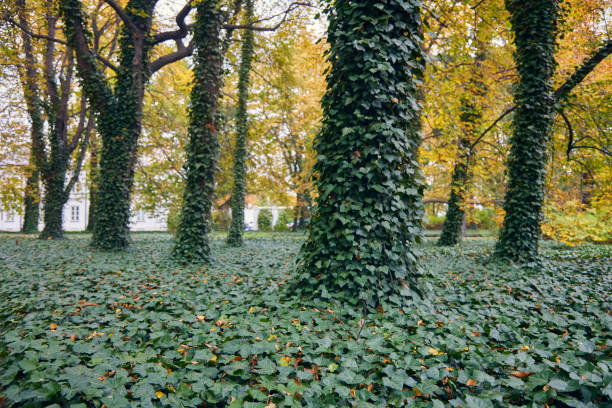 The flowering plant of the common ivy genus on the trees in autumn.