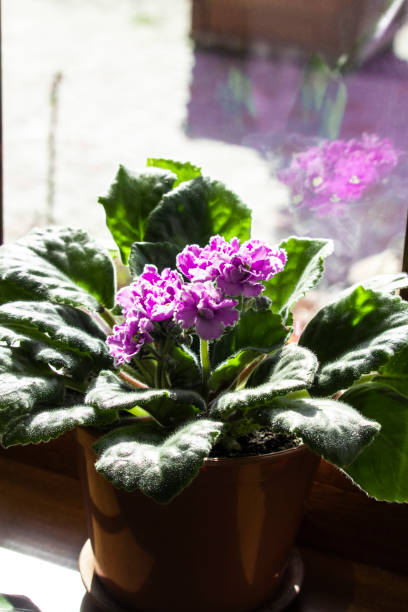 istock Beautiful violet flower in a pot on the windowsill 1460327050