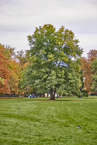 Old tree in Margaret island - Budapest