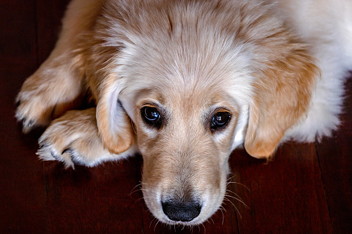 Portrait of twelve weeks old Golden Retriever puppy, front view, background with copy space, full frame horizontal composition