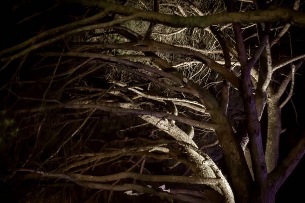 istock Branches of trees illuminated by a lantern 1460331527