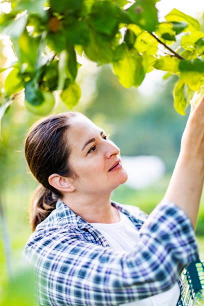 istock Woman farmer picking up apples in fruit orchard 1460333532