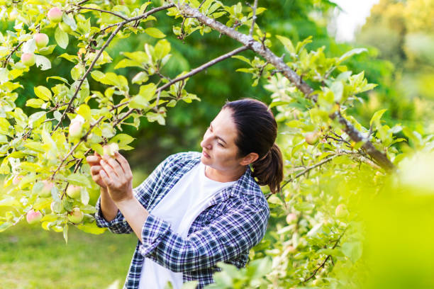 istock Woman farmer picking up apples in fruit orchard 1460333540