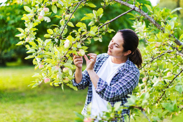 istock Woman farmer picking up apples in fruit orchard 1460334217