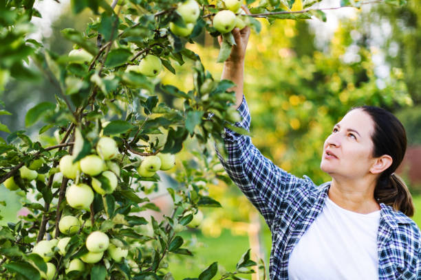 istock Woman farmer picking up apples in fruit orchard 1460334288
