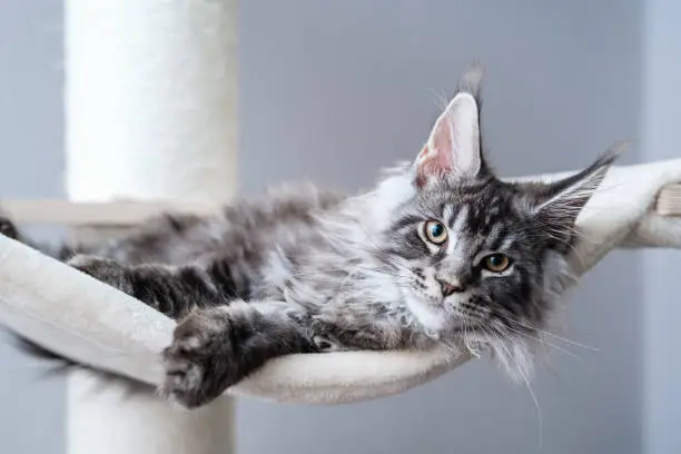 Photo of Tabby grey maine coon kitten with tassel ears at home