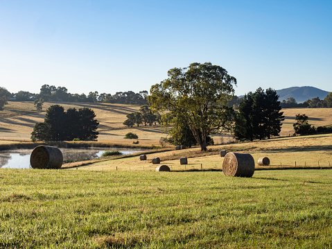 Early morning light on a paddock with rolled hay bales in the Yarra Valley