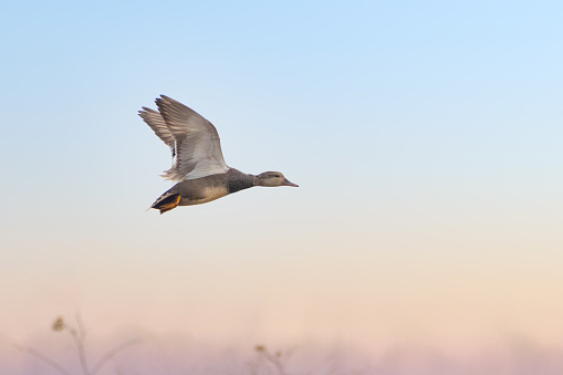 Close-up of pale brown wild duck taking off in beautiful sky