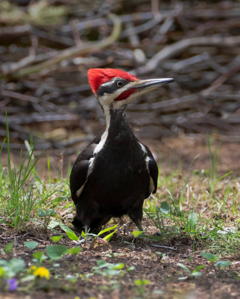 close up do pica-pau macho pileado, em pé no chão de uma clareira na floresta - pileated woodpecker animal beak bird - fotografias e filmes do acervo