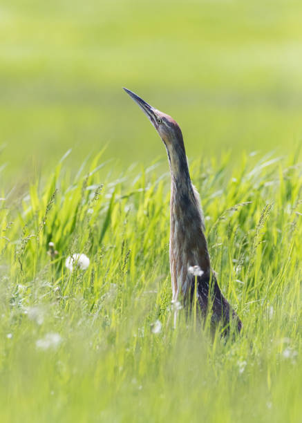 Closeup of heron bird still hunting in grass field