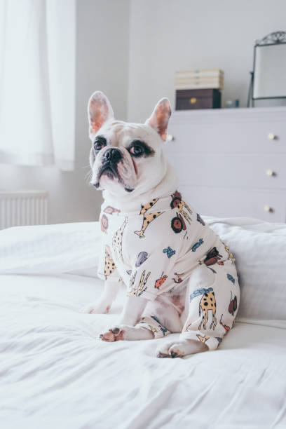 istock Frenchie dog in pyjamas sitting on bed 1460336738