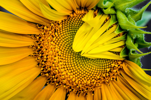 Close-up, macro shot of bright yellow sunflower. Sunflower is still opening, growing with some petals closed over green, yellow patterned center