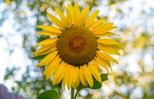 Large, bright, yellow sun flower against background of pale blue sky and green leaves.