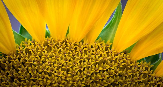 Close up, macro shot of bright, yellow sunflower showing the joining of petals to the flower center.