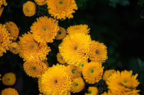 Macro shot of yellow full-blown aeonium or tree houseleek blossoms.