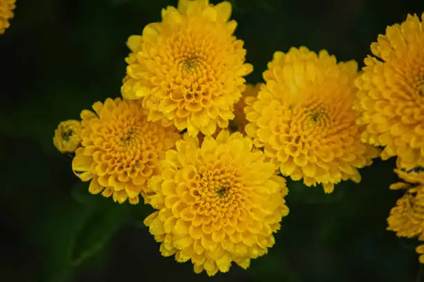 Macro shot of yellow full-blown aeonium or tree houseleek blossoms.