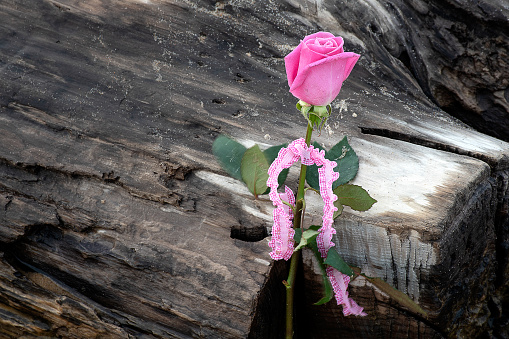 A single pink rose with gingham ribbon on wet driftwood