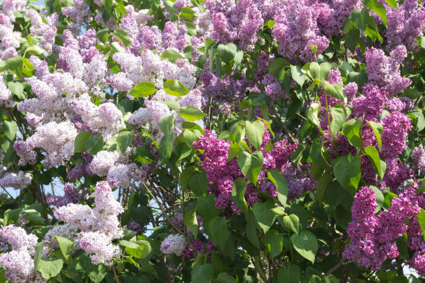background of lush flowering lilac - mor leylak stok fotoğraflar ve resimler