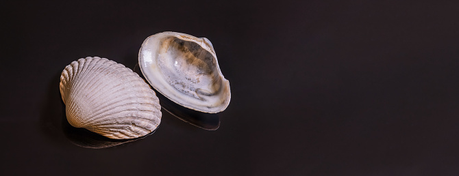 Two halves of a cockle shell (cardiida) on black reflecting background - panorama, copy-space