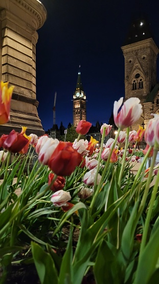 Vue du parlement canadien sur la colline parlementaire dans la Capitale du Canada (Ottawa) durant le festival des Tulipes.