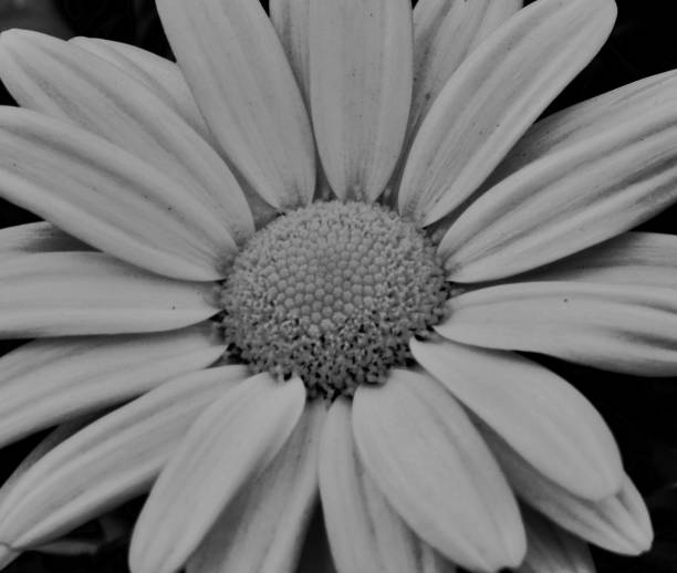 istock MACRO IMAGE BLACK & WHITE SOFT FOCUS OF DAISY - IN BLOOM 1460346782