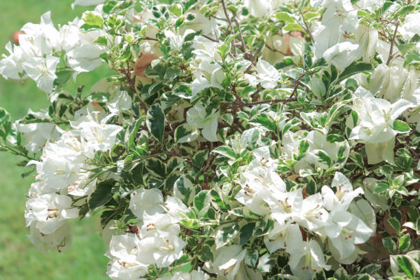 istock white bougainvillea flowers 1460347034