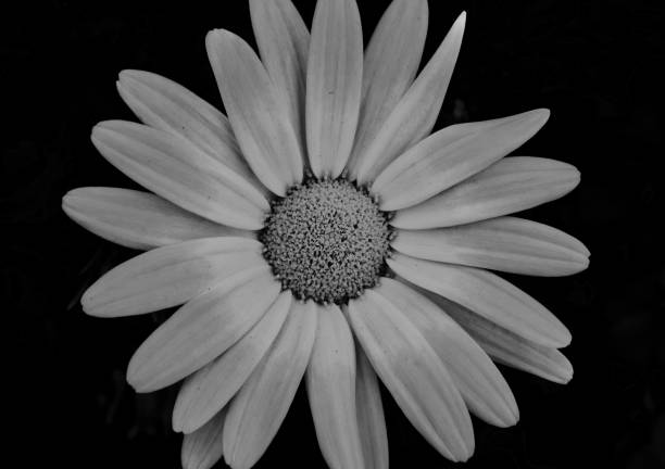 istock IMAGE BLACK & WHITE SOFT FOCUS OF DAISY - IN BLOOM 1460347291
