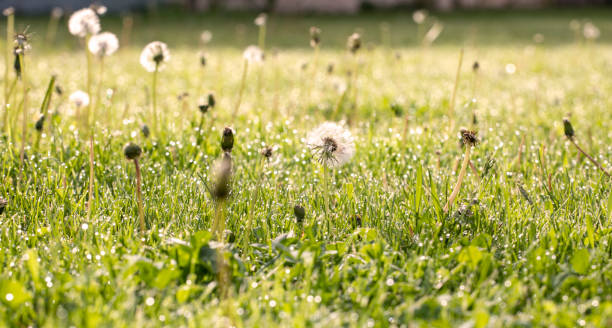 istock morning sunny lawn with dandelions with dewdrops, horizontal 1460348281