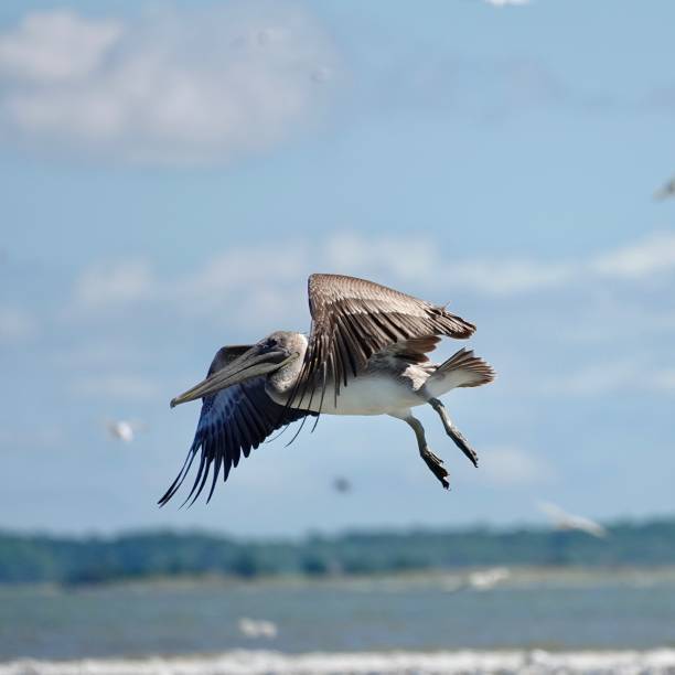 istock Brown Pelican in the Sky 1460349967