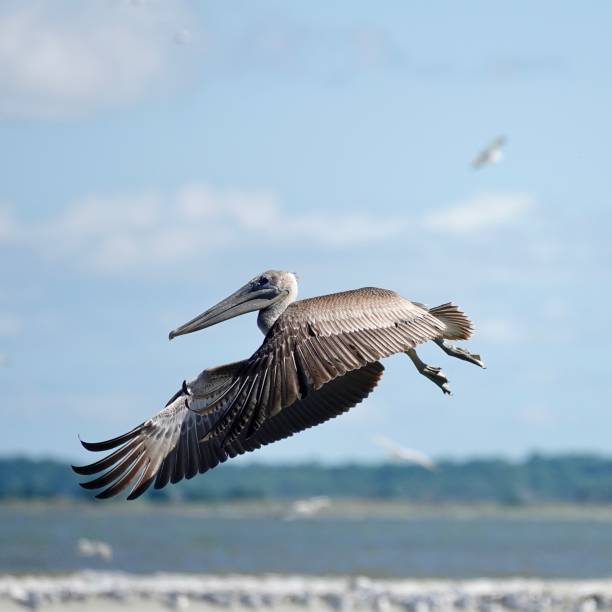 istock Brown Pelican Close-up Flight 1460349968