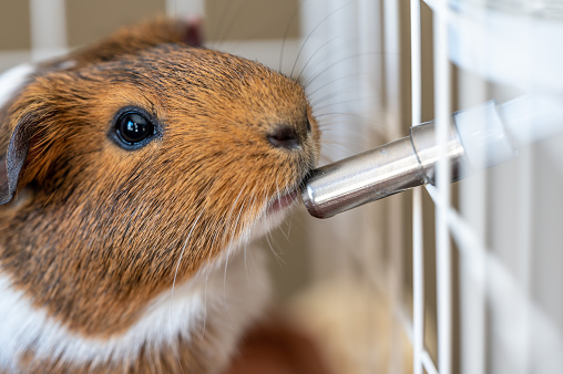 Selective focus on a guinea pig drinking out of a water bottle mounted on the side of a wire cage. High quality photo