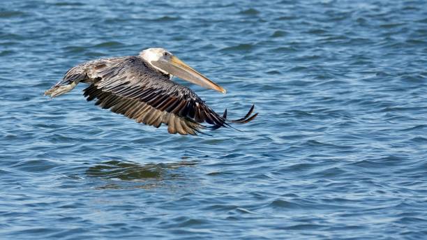 istock Brown Pelican Flying Over Water 1460350572