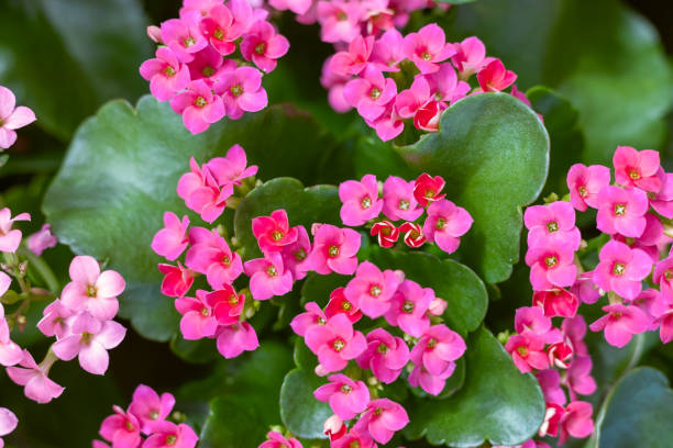 핑크 kalanchoe 꽃 클로즈업과 꽃 가게에서 피는 식물의 선택적 초점. - perennial houseplant kalanchoe succulent plant 뉴스 사진 이미지