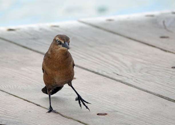 The Great-Tailed Grackle or Mexican Grackle (Quiscalus mexicanus) is a highly social North and South American medium-sized songbird.  The males are glossy black and iridescent and the females are brown and drab colored.  Although the grackle is black, it is not a blackbird.  It is sometimes mistaken for a crow but is not a member of that family either.  Great-tailed grackles originally came from the tropical lowlands of Central and South America but over the past 140 years have spread into North America.  Grackles forage in pastures, wetlands and mangroves for a wide variety of food.  They eat larvae, insects, nestlings, worms, tadpoles, fish and eggs.  They remove parasites from cattle and eat fruits and grains.  Grackles are highly intelligent birds that can solve complex problems to get food.  The male grackle has a distinctive noisy call.  They communally roost in trees at night and during the breeding season they build a nest in the trees.  This female grackle was photographed at Walnut Canyon Lakes in Flagstaff, Arizona, USA.