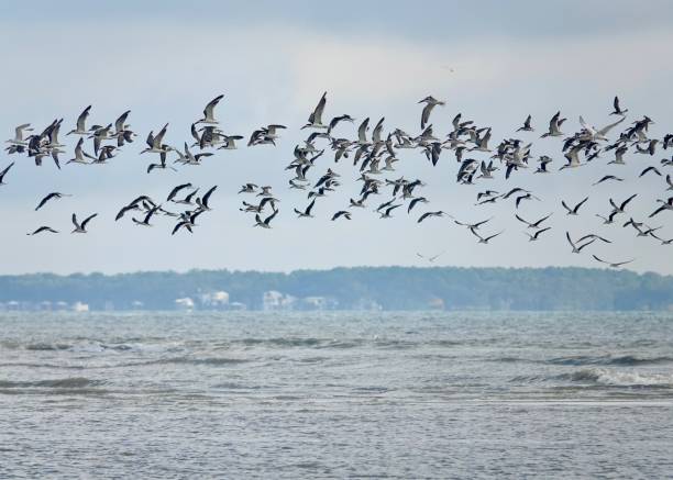 Flock of Black Skimmers in Flight