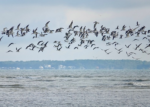 Flock of skimmers flying over the ocean at Fish Haul Beach.