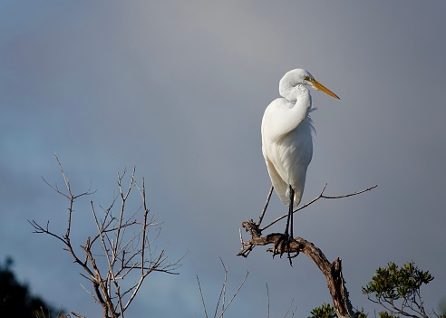 Close-up of Snowy Egret (Egretta thula) foraging for food on the rocky shore of the Elkhorn Slough.