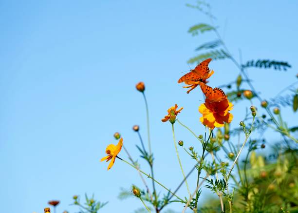 istock Wildflowers and Butterflies 1460352448