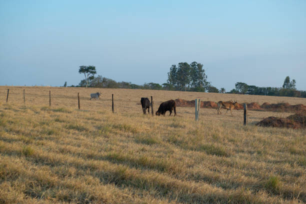istock Beef cattle grazing on a hot day under intense sun and very dry grass 1460355342